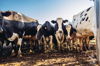Graforce develops technology to produce hydrogen from manure