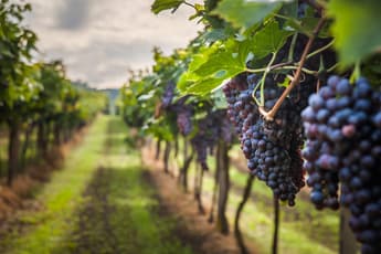 LAVO to provide hydrogen storage to Duxton Vineyards