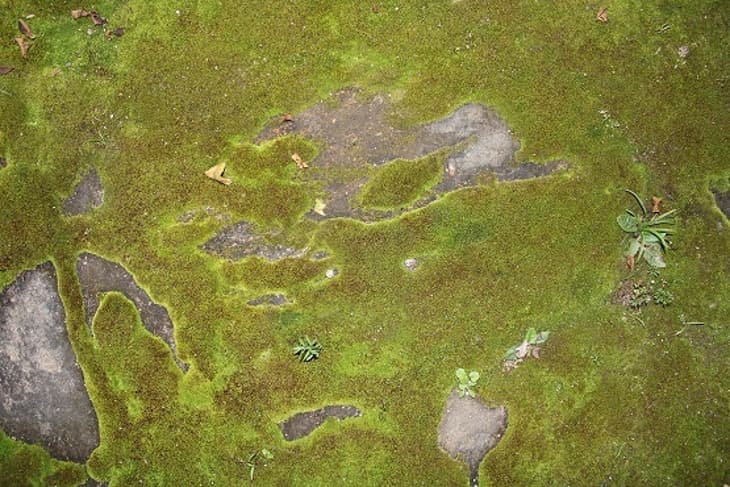 Microalgae identified as clean source of hydrogen production