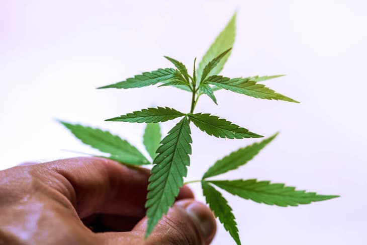HUI to take major stake in medicinal cannabis producer with hydrogen plans for North Macedonia