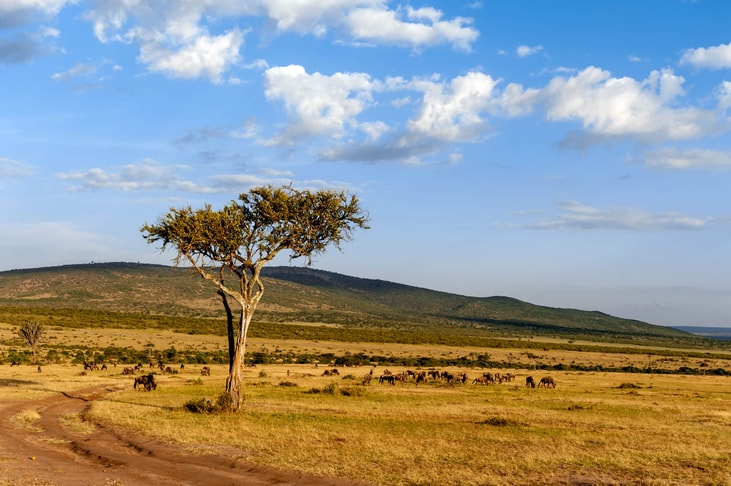 Five reasons hydrogen has to happen in Africa… and five clear signs that it is