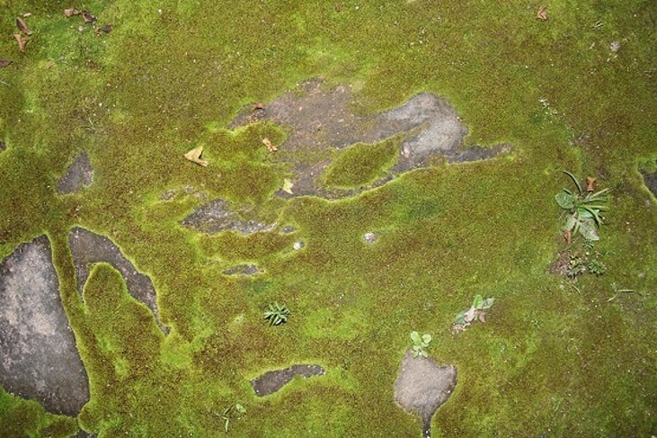 Microalgae identified as clean source of hydrogen production
